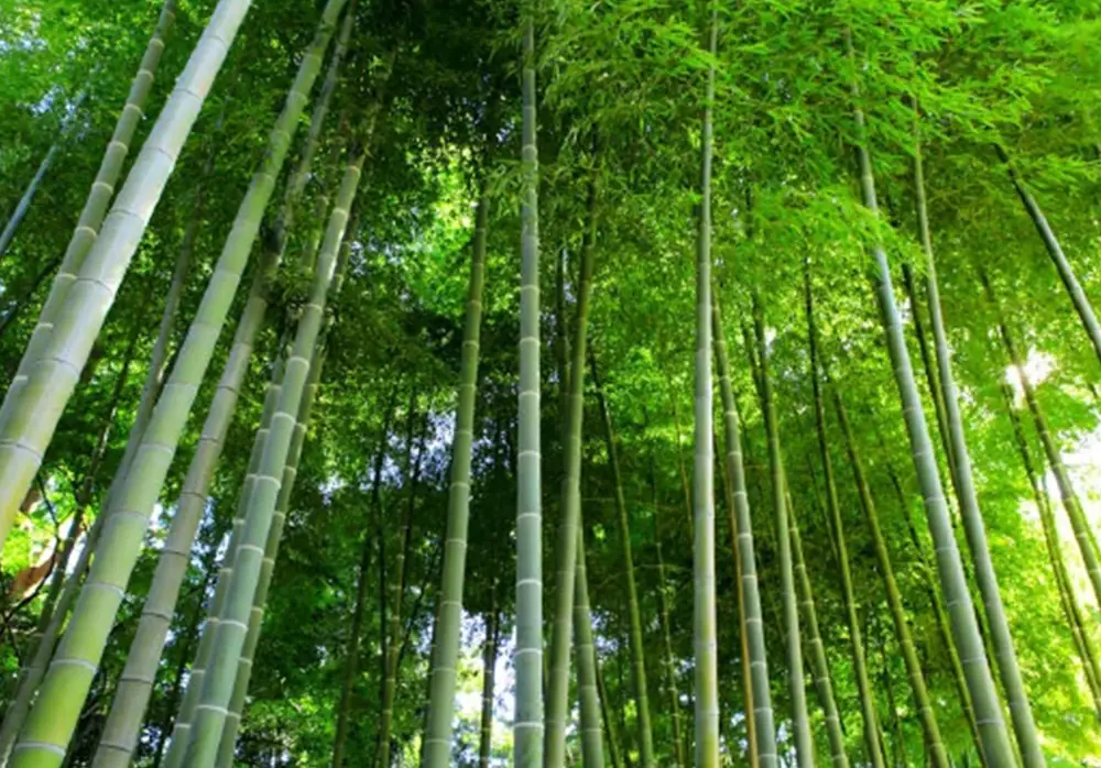 Eco-Trail with Biodiversity Hotspots